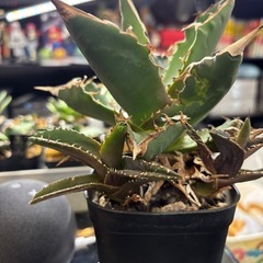 【現地株のアオハカ】年末特価の画像