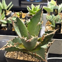 【現地株のアオハカ】年末特価の画像