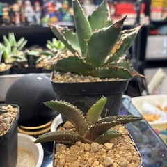 【現地株のアオハカ】年末特価の画像