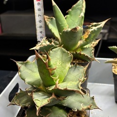 【現地株のアオハカ】年末特価の画像