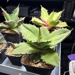 【年末破格のアガベ】でっかい実生のアガベ一株1500円の画像