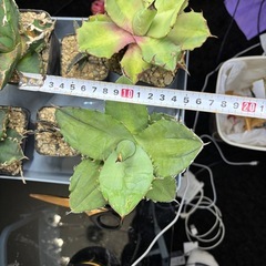 【年末破格のアガベ】でっかい実生のアガベ一株1500円の画像