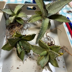 【年末破格のアガベ】でっかい実生のアガベ一株1500円の画像