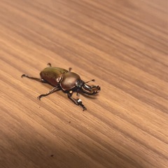 パプアキンイロクワガタ幼虫②🐛の画像