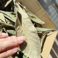 ビワの葉エキス作成用　枇杷の葉　150ｇ　乾燥済み（1.8リットルのホワイトリカーで作るのにちょうどの重量です）の画像