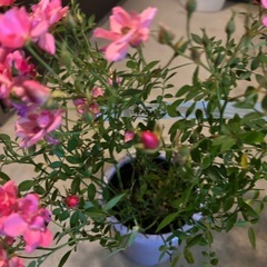 マイクロミニバラ　ほほえみ　4号ポットの画像