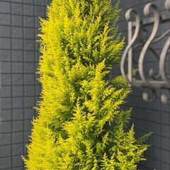 【シンボルツリーに】ゴールドクレストお譲りしますの画像