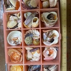 かわいい貝殻の画像