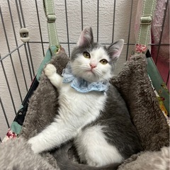 グレーハチワレの3ヶ月くらいの男の子