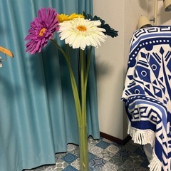 ジャンボガーベラの画像