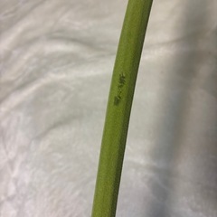 ジャンボガーベラの画像