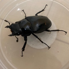 ギラファノコギリクワガタ
の画像