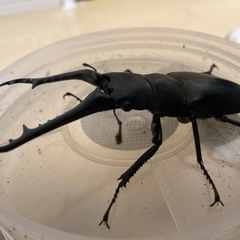 ギラファノコギリクワガタ
の画像