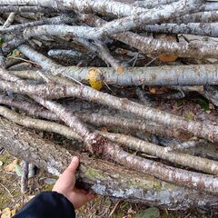 アート作品やペットの止まり木などにどうぞの画像