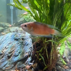 60x20x25水槽セットの画像