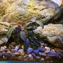 60x20x25水槽セットの画像