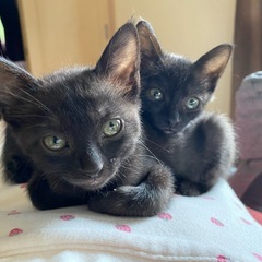 黒猫兄妹