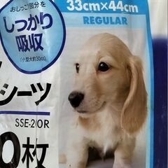 【お買い得!!】ペットシーツ 約100枚 レギュラー 猫＆小型犬用の画像