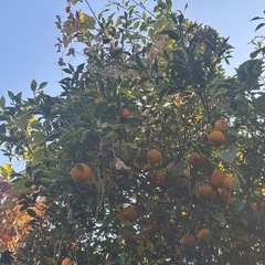 柚子１５個⑩の画像