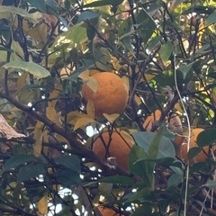 柚子１５個⑩の画像