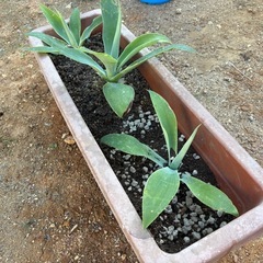 ユッカロストラータの画像