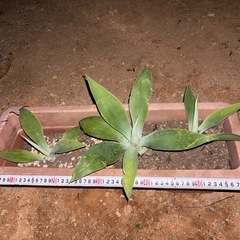 ユッカロストラータの画像