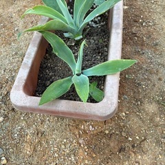 ユッカロストラータの画像