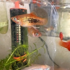 熱帯魚　ミッキーマウスプラティ　mixプラティの画像