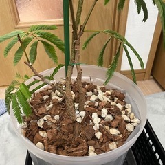 観葉植物　エバーフレッシュ2本（現在お取り引き相談中）の画像