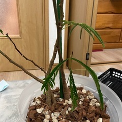 観葉植物　エバーフレッシュ　3本の画像