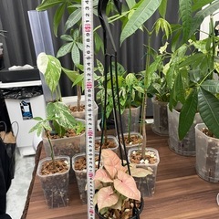 観葉植物　シンゴニウムネオン2苗の画像