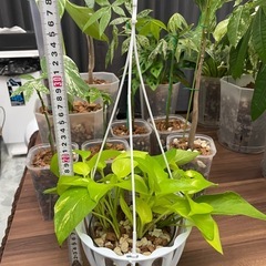 観葉植物　ポトスの画像