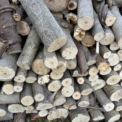 ビバ及び桐の木の玉切り 軽トラ350Kg 福島市引き取り限定の画像