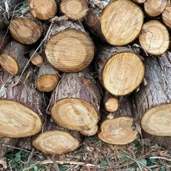 ビバ及び桐の木の玉切り 軽トラ350Kg 福島市引き取り限定の画像