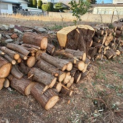 ビバ及び桐の木の玉切り 軽トラ350Kg 福島市引き取り限定の画像