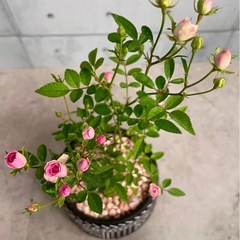 ミニ薔薇/デザイン陶器鉢の画像