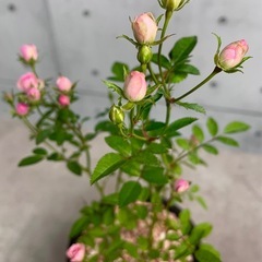 ミニ薔薇/デザイン陶器鉢の画像