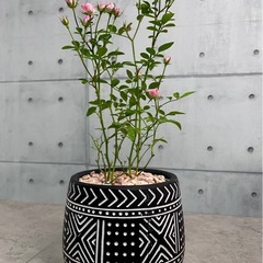 ミニ薔薇/デザイン陶器鉢の画像