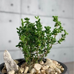 ドロサンテマム・グロボーサム・キャンディシュガー/デザイン陶器鉢の画像