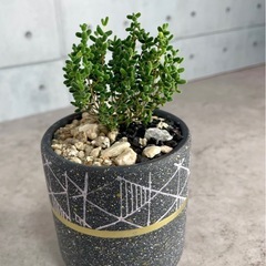 ドロサンテマム・グロボーサム・キャンディシュガー/デザイン陶器鉢の画像