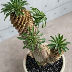 ユーフォルビア・パイナップルコーン/デザイン陶器鉢の画像