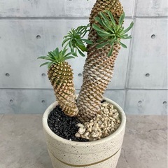 ユーフォルビア・パイナップルコーン/デザイン陶器鉢の画像