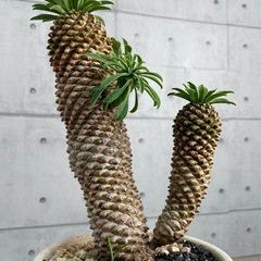 ユーフォルビア・パイナップルコーン/デザイン陶器鉢の画像