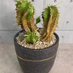 ユーフォルビア・笹蟹丸/デザイン陶器鉢の画像