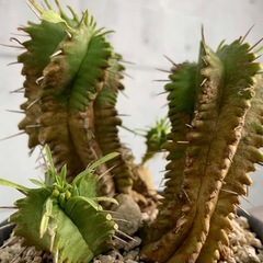 ユーフォルビア・笹蟹丸/デザイン陶器鉢の画像