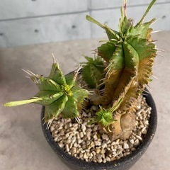 ユーフォルビア・笹蟹丸/デザイン陶器鉢の画像