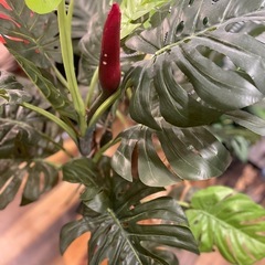 プランツテーブル付きフェイクグリーン（取引中）の画像