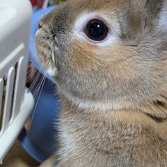 マロン（男の子）