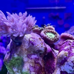 ボタンポリプ、パクパクウミアザミセットの画像