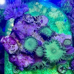 ボタンポリプ、パクパクウミアザミセットの画像